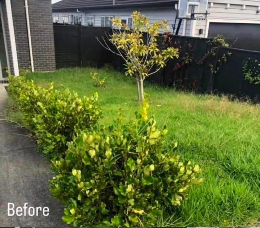 Overgrown lawn and shrubs tidied into a crisp garden — before